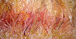 Emily Kame Kngwarreye Bush Yam rêve reproduction de tableau