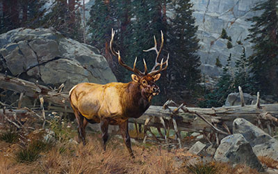 Bull Elk in the High Country